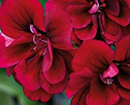 Trailing Geranium