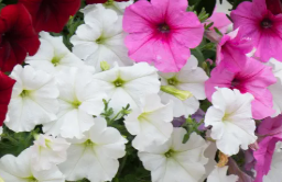 Trailing Petunia
