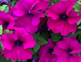 Trailing Petunia