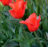 Tulip Red Riding Hood bulbs