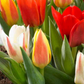 Tulip Rockery Mixed - Bulbs