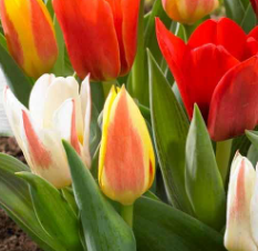 Tulip Rockery Mixed - Bulbs