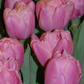Tulip triumph pink white bulbs