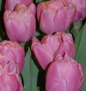 Tulip triumph pink white bulbs