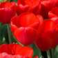 Tulip triumph red bulbs