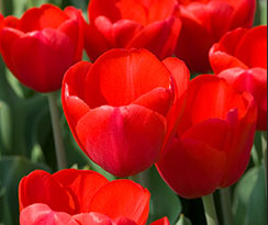 Tulip triumph red bulbs