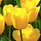 Tulip triumph yellow bulbs