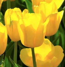 Tulip triumph yellow bulbs