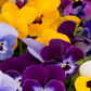 Viola Autumn select mixed