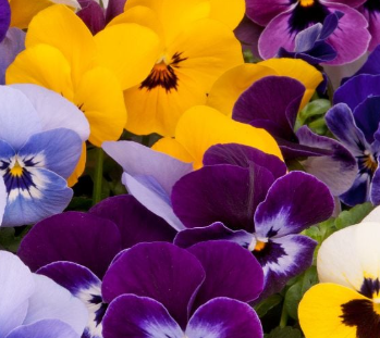 Viola Autumn select mixed