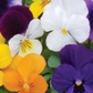 Viola Babyface mixed