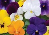 Viola Babyface mixed