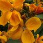 Wallflower 'Sugar Rush Orange'
