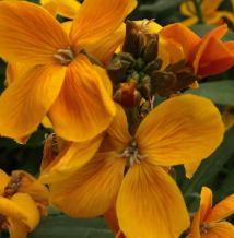 Wallflower 'Sugar Rush Orange'