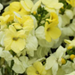 Wallflower 'Sugar Rush Primrose'