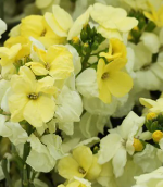 Wallflower 'Sugar Rush Primrose'
