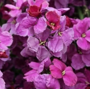 Wallflower 'Sugar Rush Purple Bicolour'