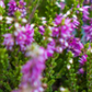 Winter & spring flowering heathers