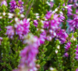 Winter & spring flowering heathers
