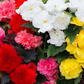 Begonia Non Stop
