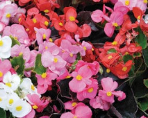 Begonia