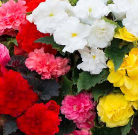 Begonia