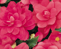 Begonia