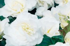 Begonia
