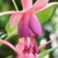 Fuchsia Upright