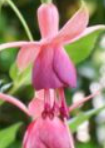 Fuchsia Upright