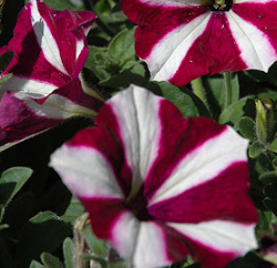 Petunia