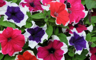 Petunia