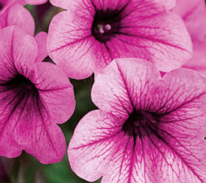 Petunia