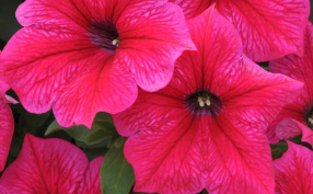 Petunia