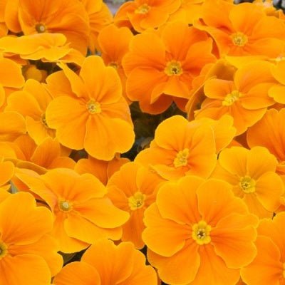 Polyanthus 'Crescendo Orange'