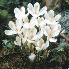 Crocus large flowered White - Bulbs